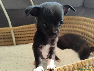 Chihuahua perros - Anuncio 7