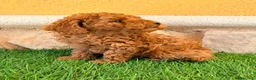 Caniche Toy perros en venta: Caniche toy roja - Anuncio 7