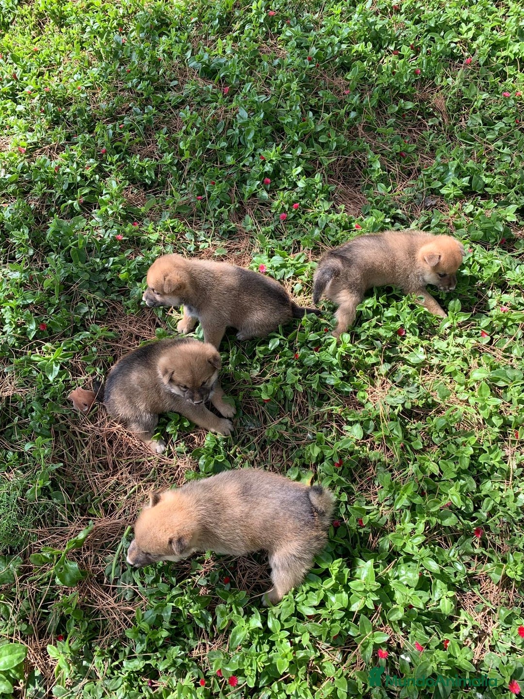 Shiba Inu perros en venta: SHIBA INU - Imagen 6