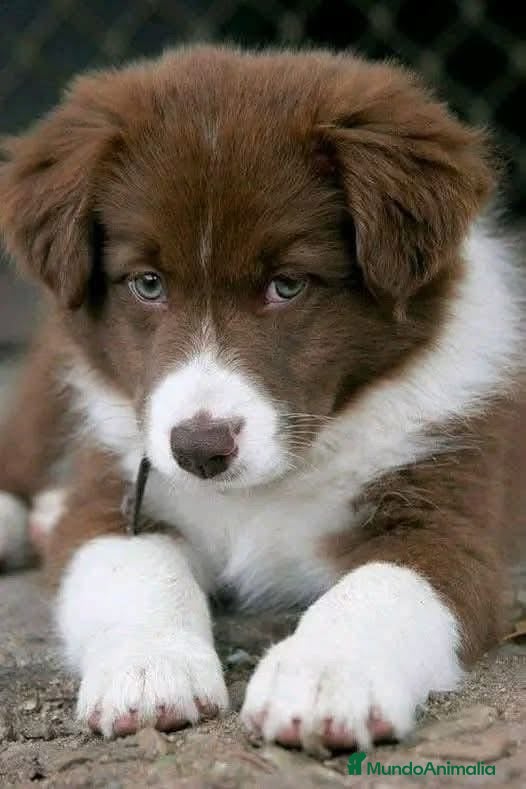 Border Collie perros BORDER COLLIE DESDE 350 € !! LLÁMENOS - Anuncio 1