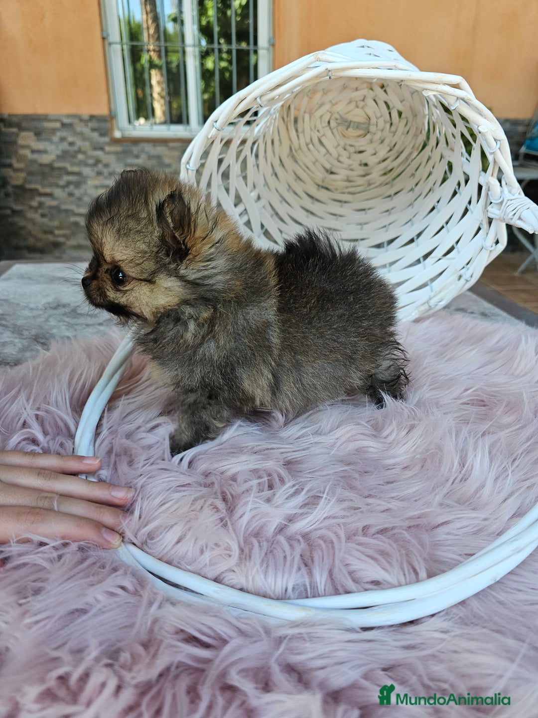 Pomerania perros en venta: Lulú de pomerania miniatura  - Imagen 10