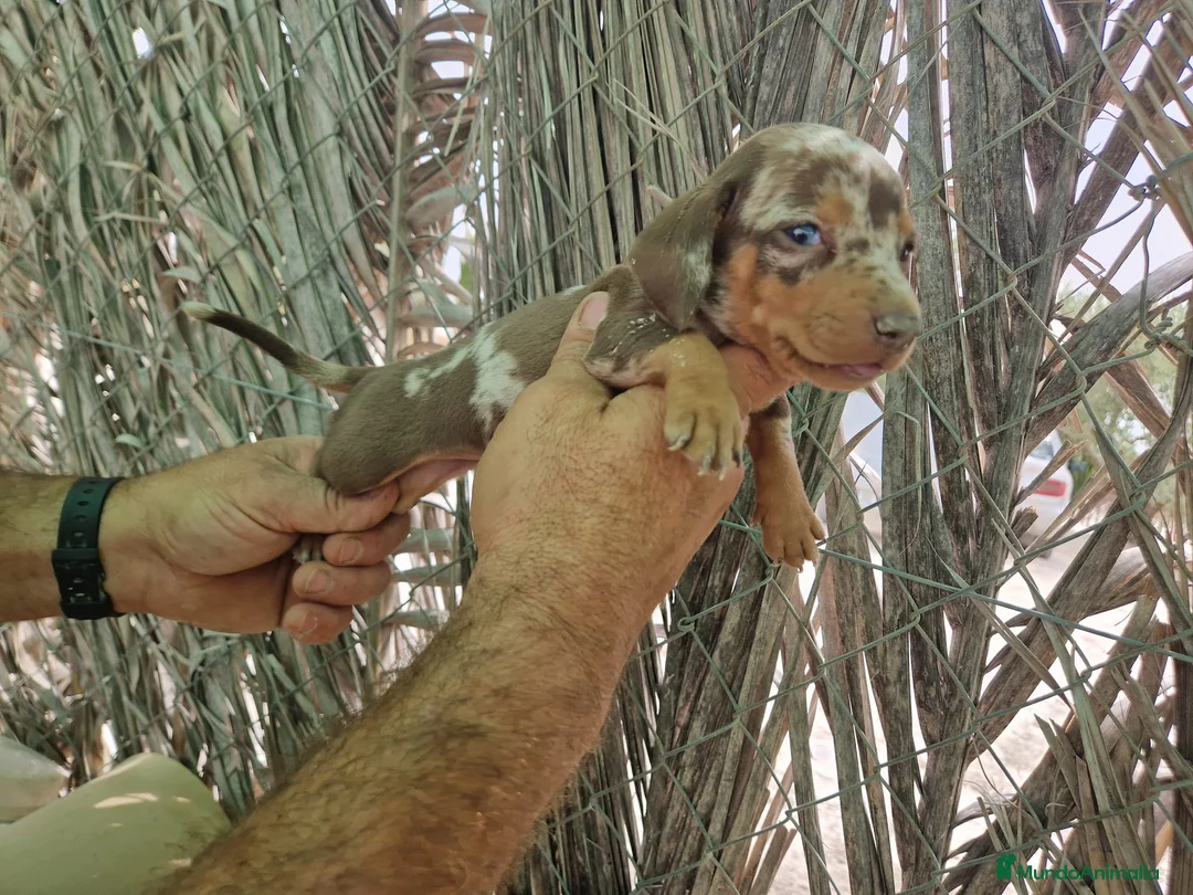Teckel Miniatura perros en venta: Teckel kaninchen  - Anuncio 2