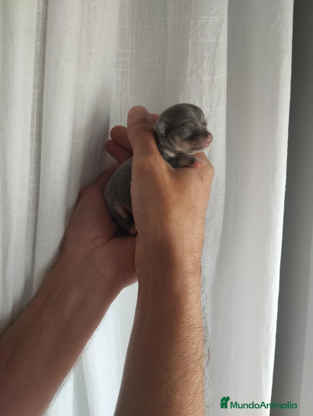 Chihuahua perros en venta: Chihuahua - Anuncio 11