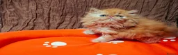 Persa gatos en venta: Gatos persas  - Anuncio 1