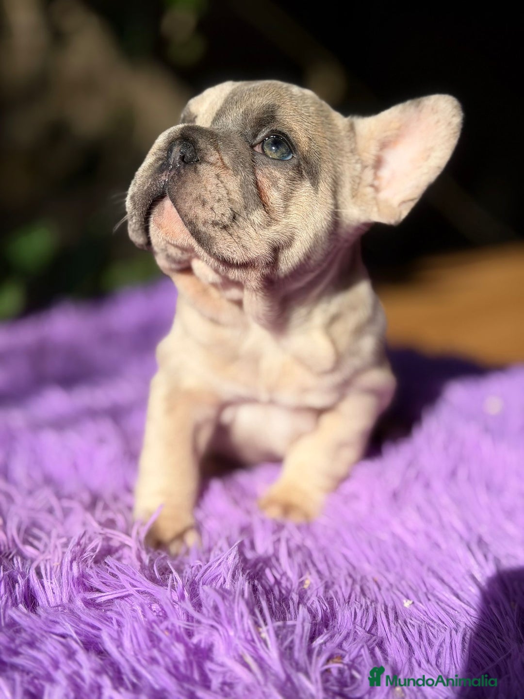 Bulldog Francés perros en venta: Bulldog francés merle - Anuncio 4