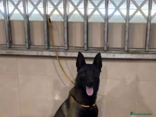 Pastor Belga Malinois perros - Anuncio 2