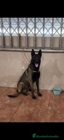 Pastor Belga Malinois perros - Anuncio 2