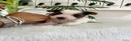 Yorkshire Terrier perros en venta: YORKSHIRE BIEWER HEMBRAS - Anuncio 10