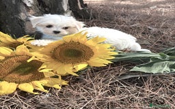 Bichón Maltés perros en venta: Bichon Maltés líneas americanas/coreanas  - Imagen 5