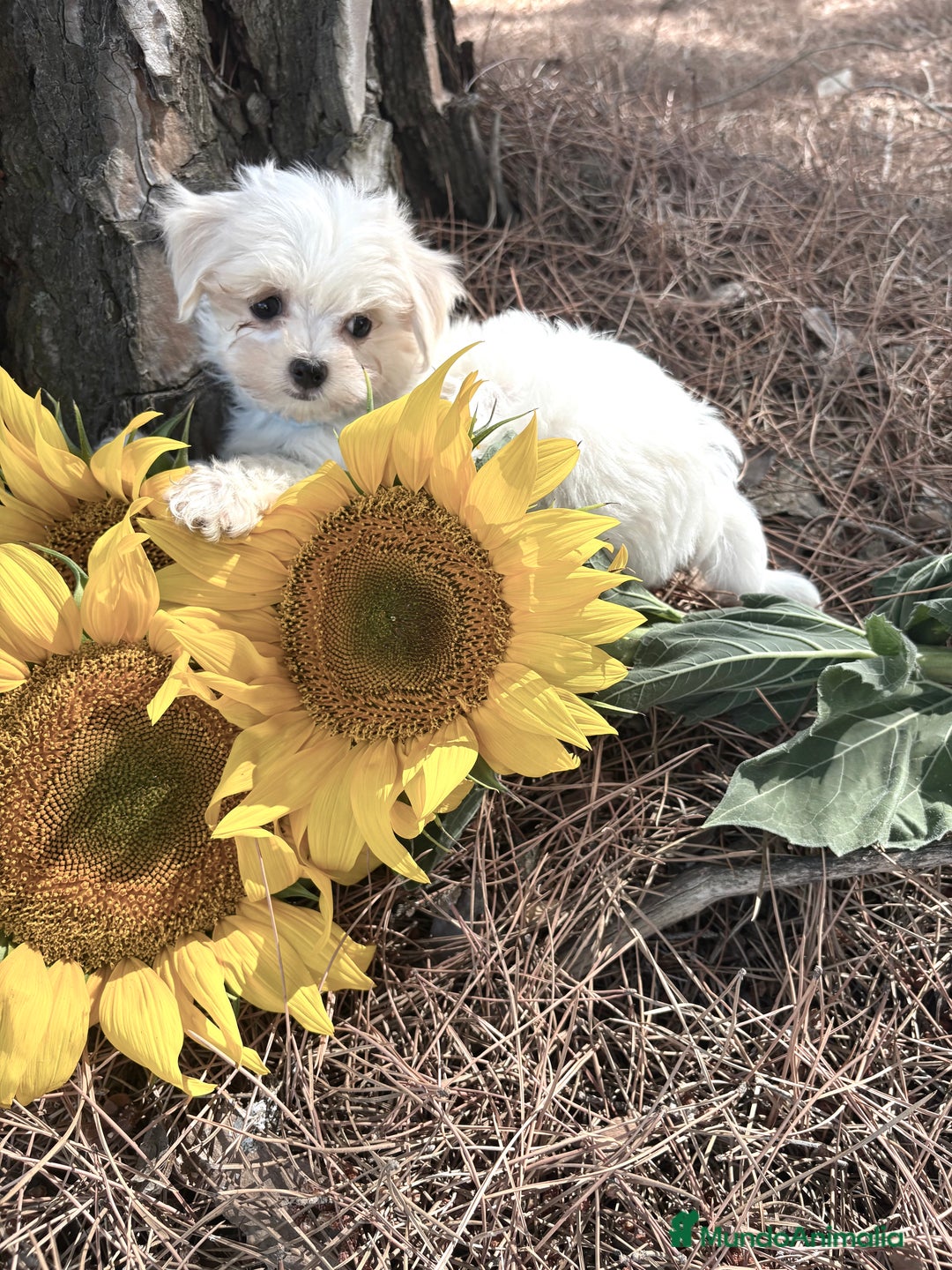 Bichón Maltés perros en venta: Bichon Maltés líneas americanas/coreanas  - Imagen 5