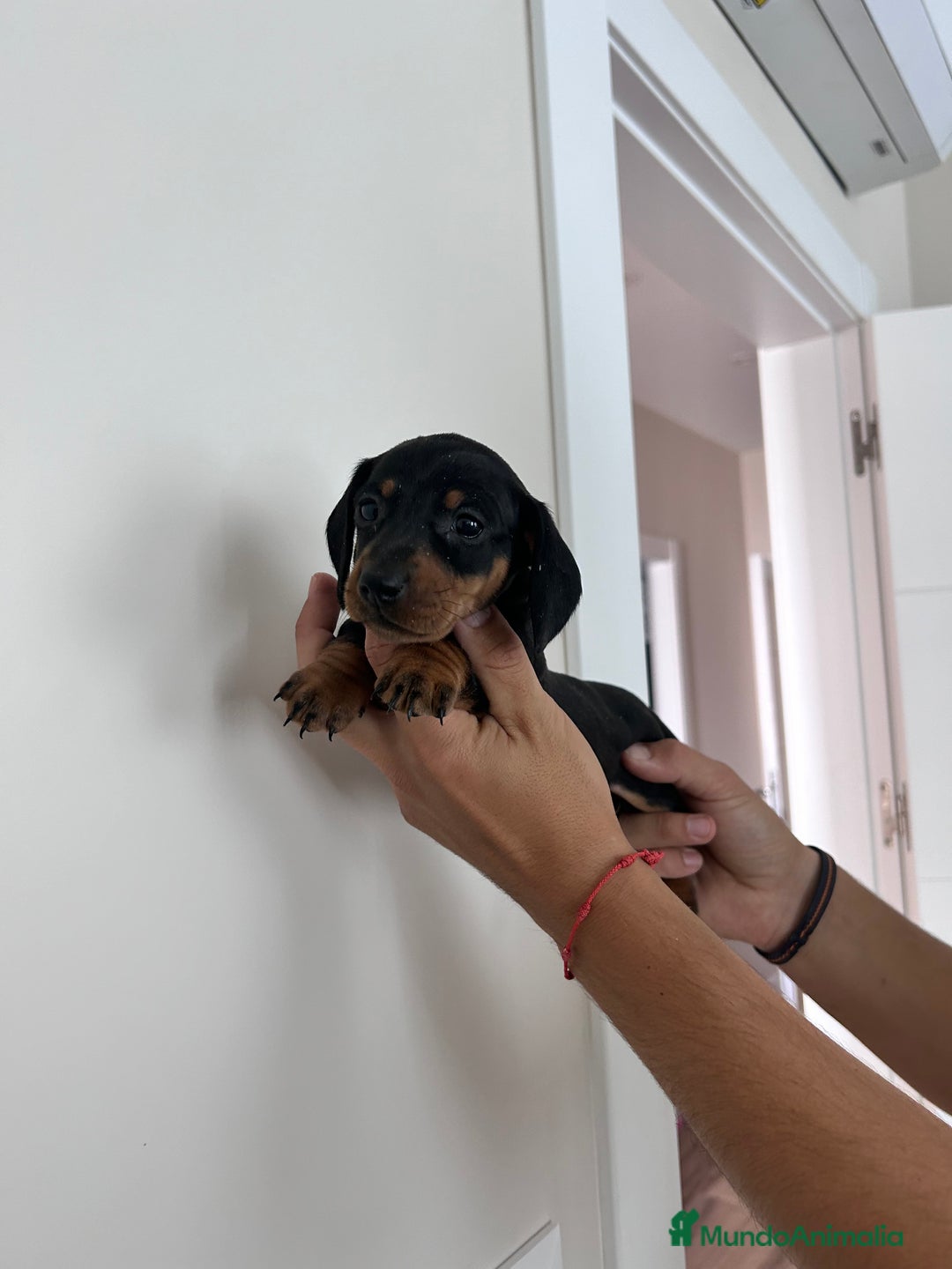 Teckel Miniatura perros en venta: teckel mini  - Imagen 2