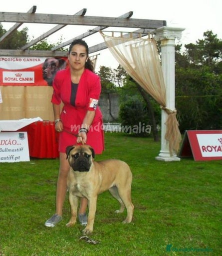 Imagen de galería {{count}}