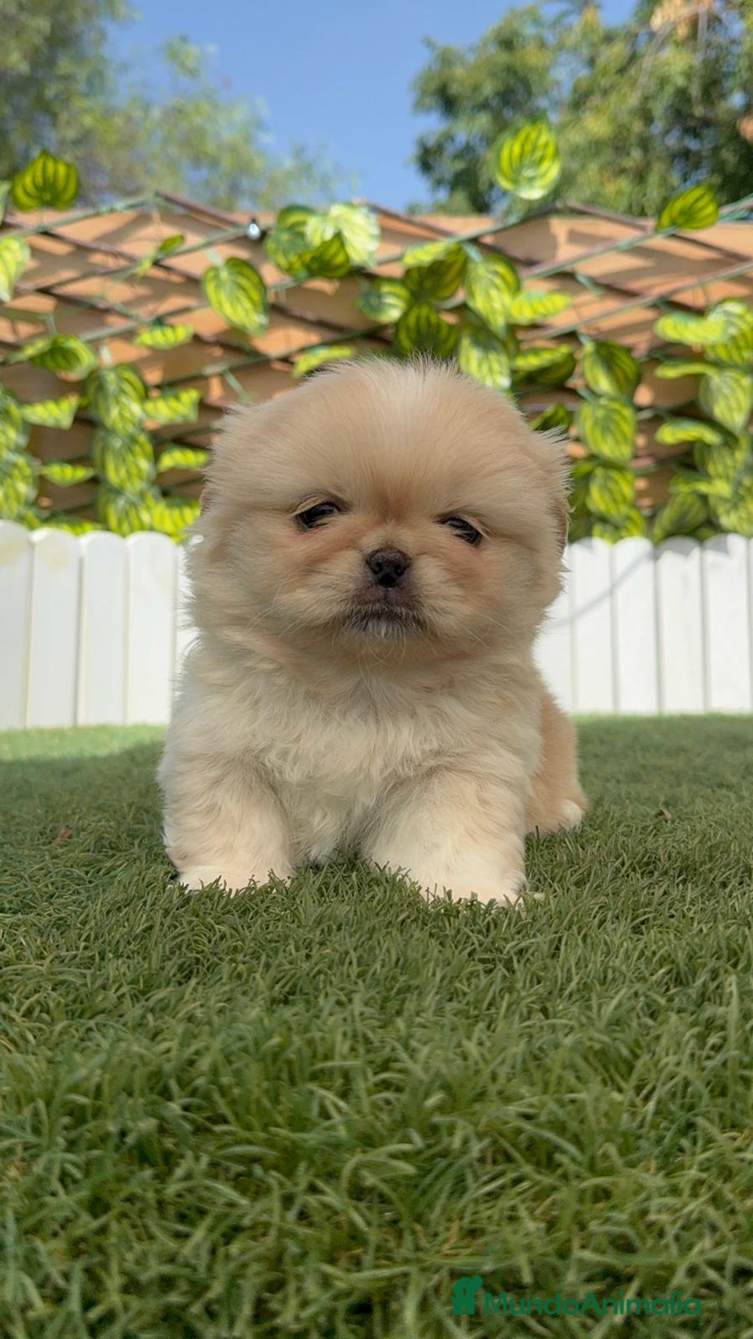 Pekinés perros en venta: PEKINES IMPERIAL HEMBRA - Imagen 10