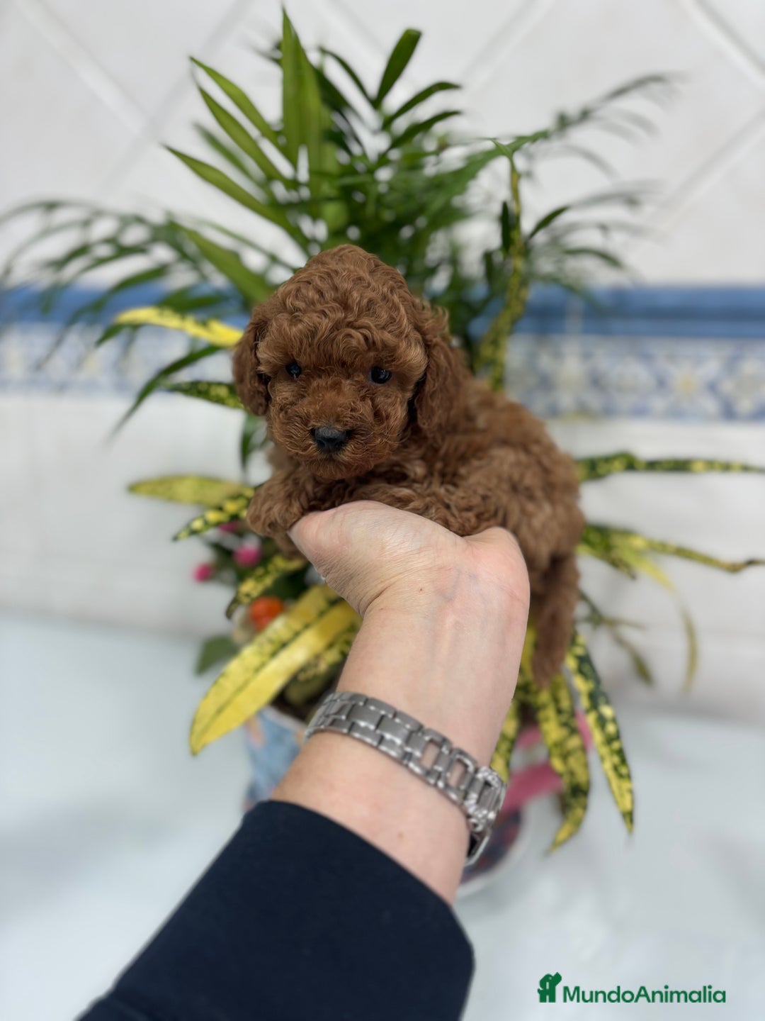 Caniche Toy perros en venta:  Caniche toy hembra y macho rojo !! - Anuncio 3