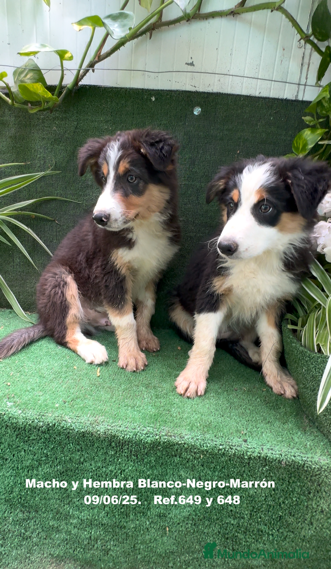Border Collie perros en venta: BORDER COLLIE TRICOLOR - Imagen 6