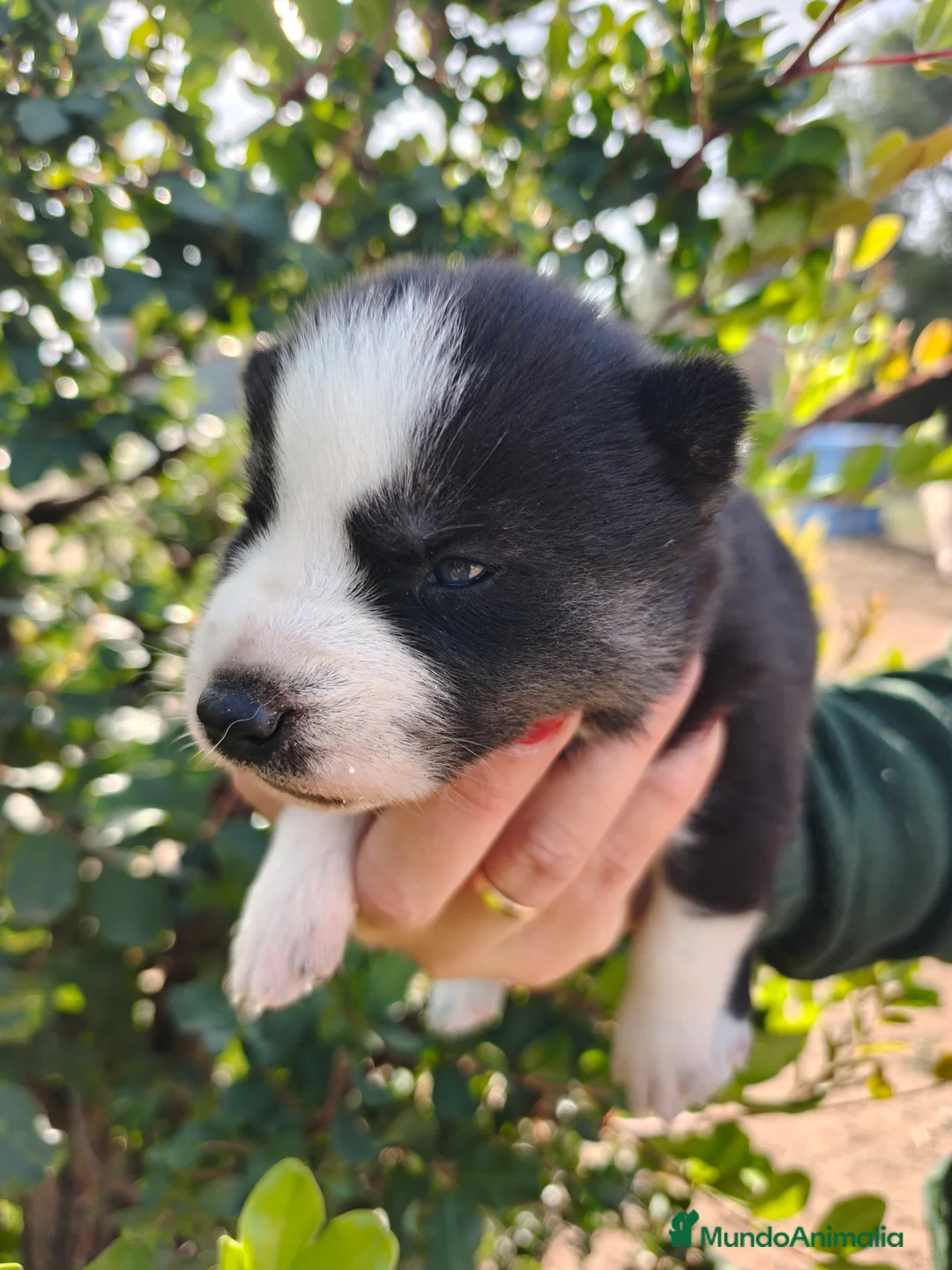 Husky Siberiano perros en venta: Husky SIBERIANO Macho y Hembra  - Anuncio 1