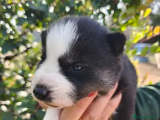 Husky Siberiano perros Husky SIBERIANO Macho y Hembra - Anuncio 4