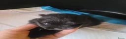 Chihuahua perros en venta: Chihuahua toy de pelo largo  - Anuncio 4