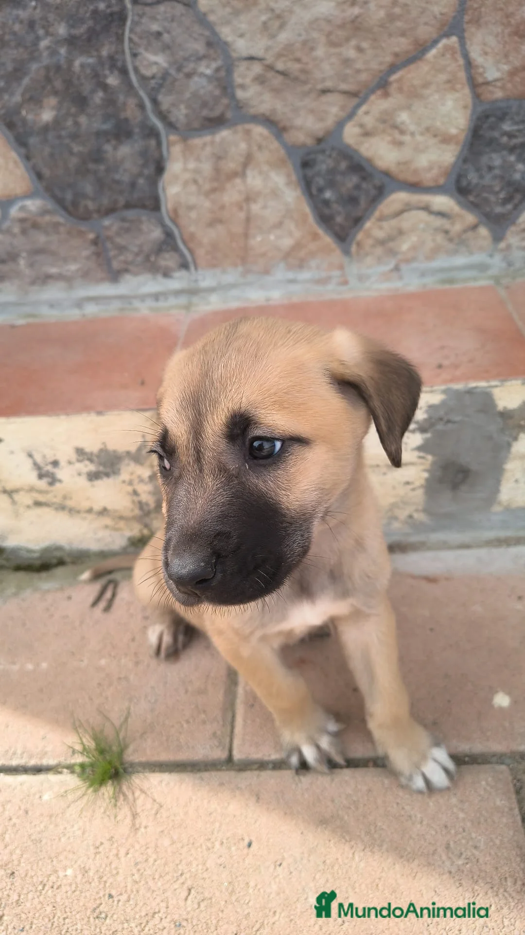 Mastín Español perros en venta: No te quedes sin la tuya!!200€ SOLO HOY  en Córdoba - Anuncio 3