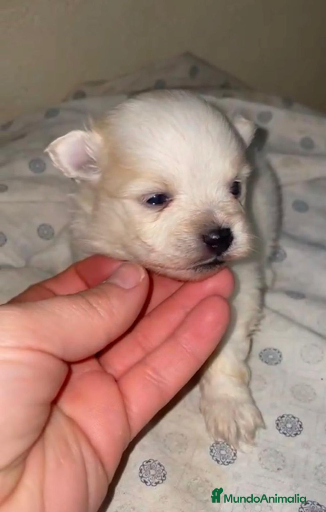 Pomerania perros en venta: Lulu pomerania toy - Anuncio 10