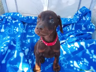 Dobermann perros Espectacular camada de Doberman 🔥🐾🐶 - Anuncio 3