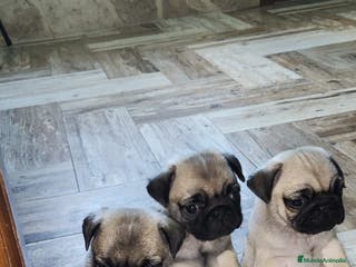 Carlino - Pug perros Preciosa camada de Carlino en Madrid - Anuncio 2