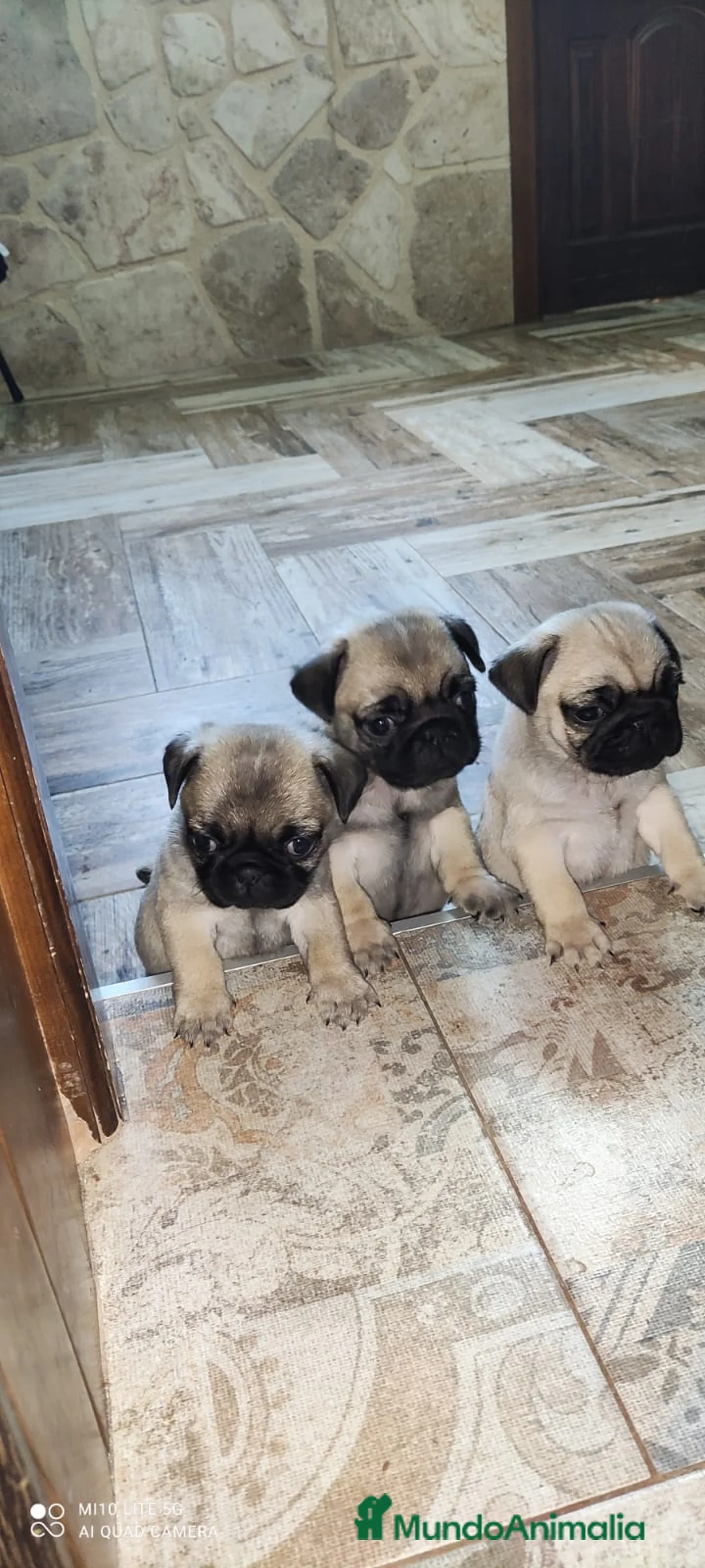 Carlino - Pug perros en venta: Preciosa camada de Carlino en Madrid - Anuncio 1