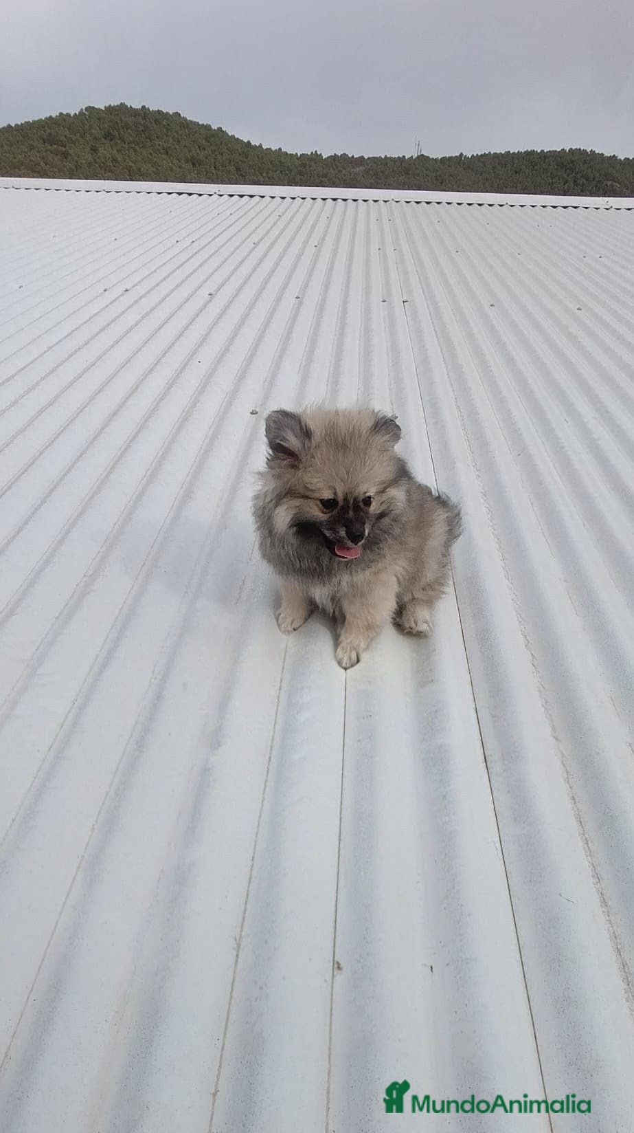Pomerania perros OFERTA POMERANIA MACHITO - Anuncio 4