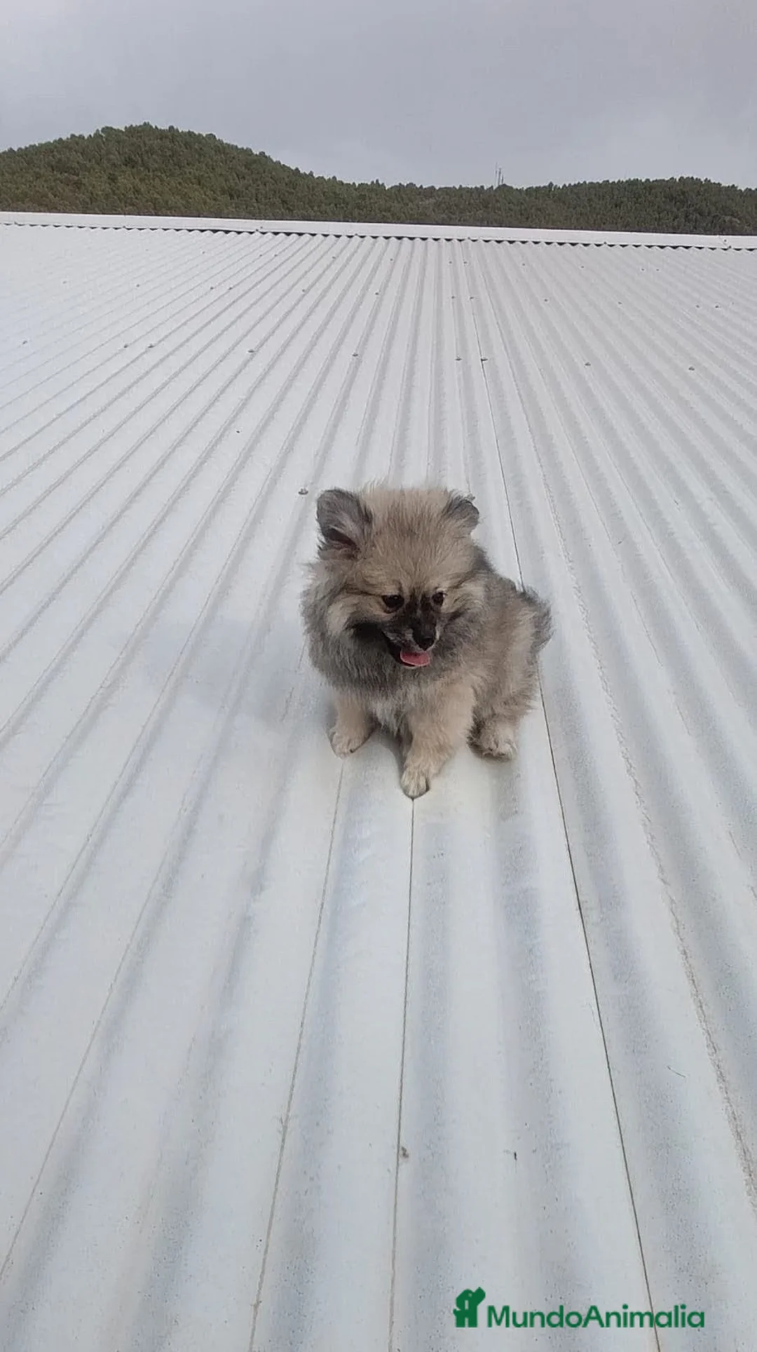 Pomerania perros en venta: OFERTA POMERANIA MACHITO - Anuncio 1