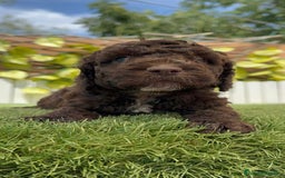 Perro de Agua Español perros en venta: PERRO DE AGUA ESPAÑOL - Imagen 4