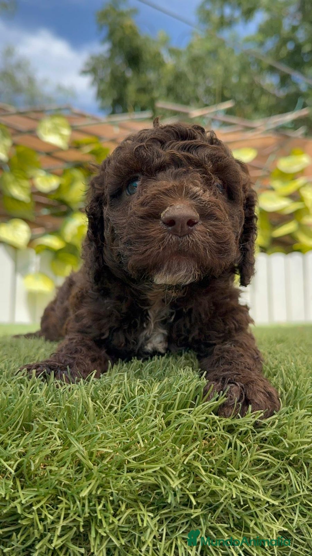 Perro de Agua Español perros en venta: PERRO DE AGUA ESPAÑOL - Imagen 4