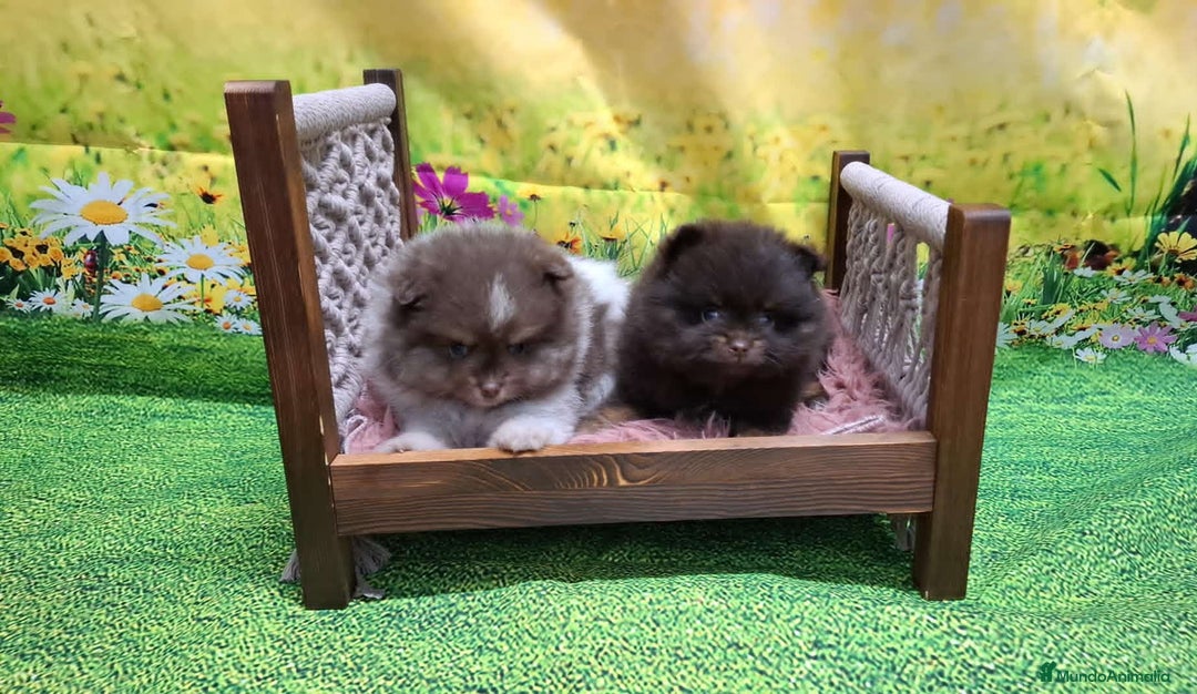 Pomerania perros en venta: Pomerania chocolate macho  - Anuncio 4