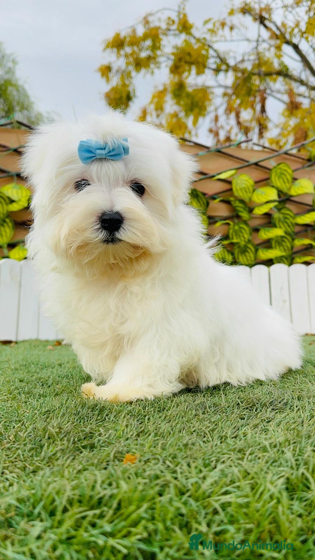 Bichón Maltés perros en venta: BICHON MALTES MACHO - Anuncio 2