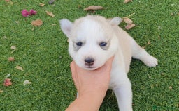 Husky Siberiano perros en venta: Cachorros Husky Siberiano  - Imagen 4