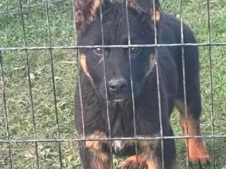 Pastor Alemán perros PASTOR ALEMAN Linea trabajo - Anuncio 2