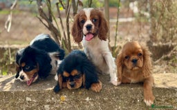 Cavalier King Charles Spaniel perros en venta: CAVALIER DISPONIBLES - Imagen 2