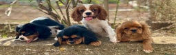Cavalier King Charles Spaniel perros en venta: CAVALIER DISPONIBLES - Anuncio 2