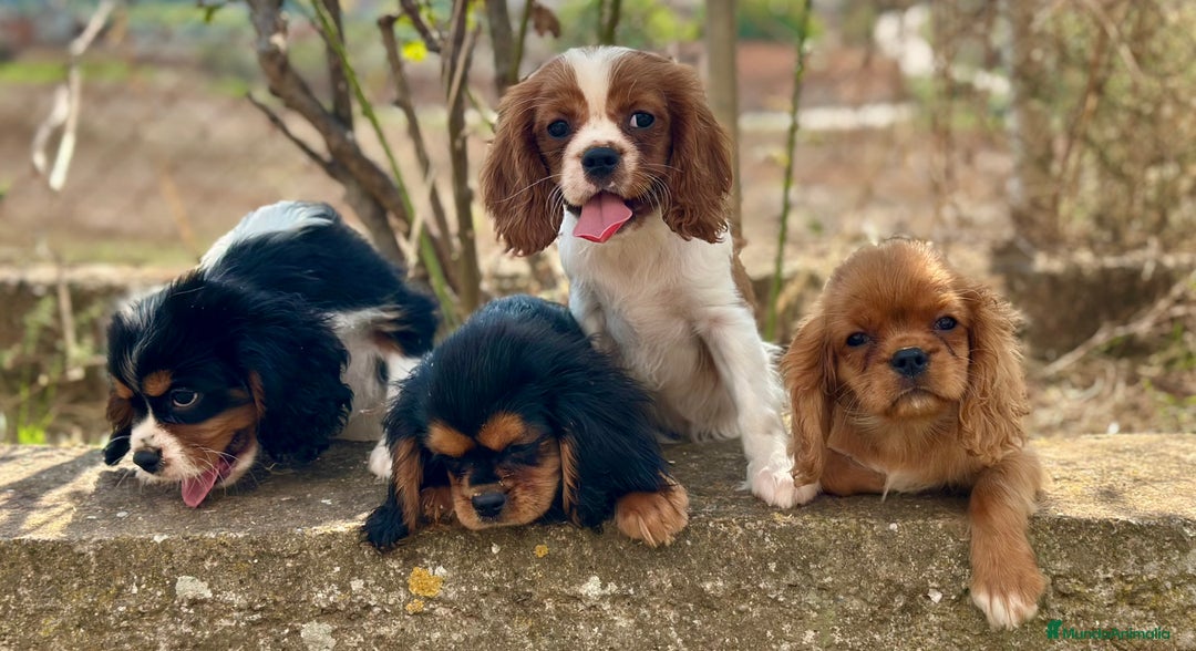 Cavalier King Charles Spaniel perros en venta: CAVALIER DISPONIBLES - Imagen 2