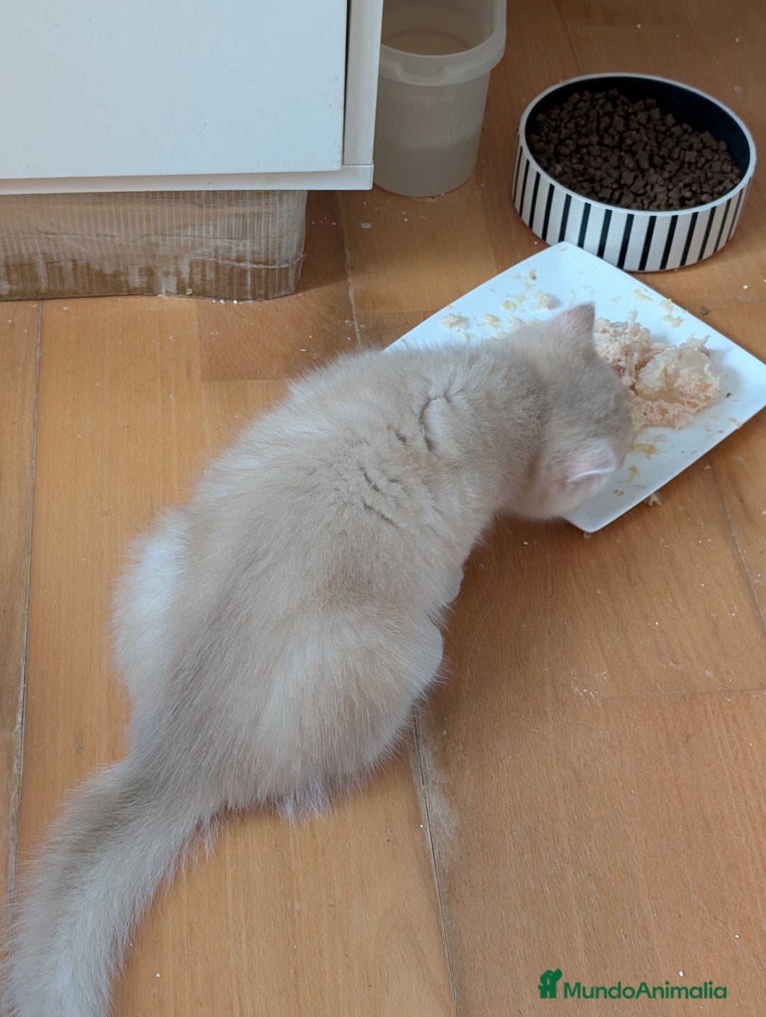 Británico de Pelo Corto gatos en venta: British shorthair en variedad golden - Imagen 7