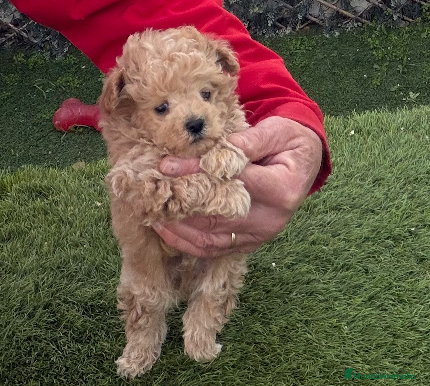 Maltipoo perros MALTIPOO TOY, cachorros con pruebas genéticas - Anuncio 1