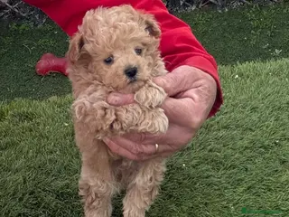 Maltipoo perros MALTIPOO TOY, cachorros con pruebas genéticas - Anuncio 2