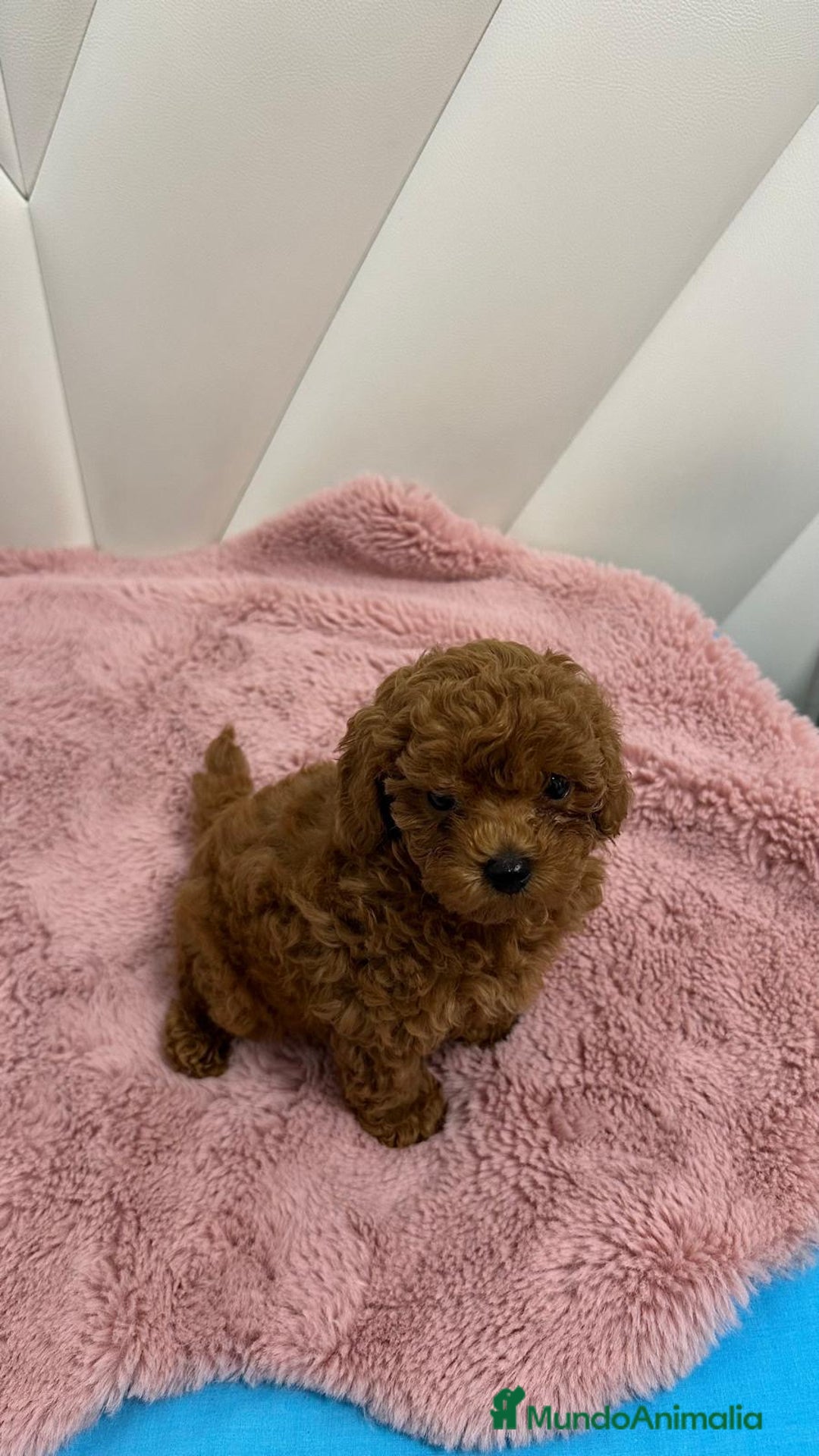 Caniche Toy perros en venta: Caniche Toy Rojo - Imagen 4