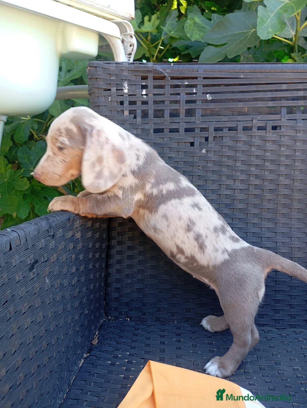 Teckel Miniatura perros en venta: Teckel kanichen - Anuncio 1