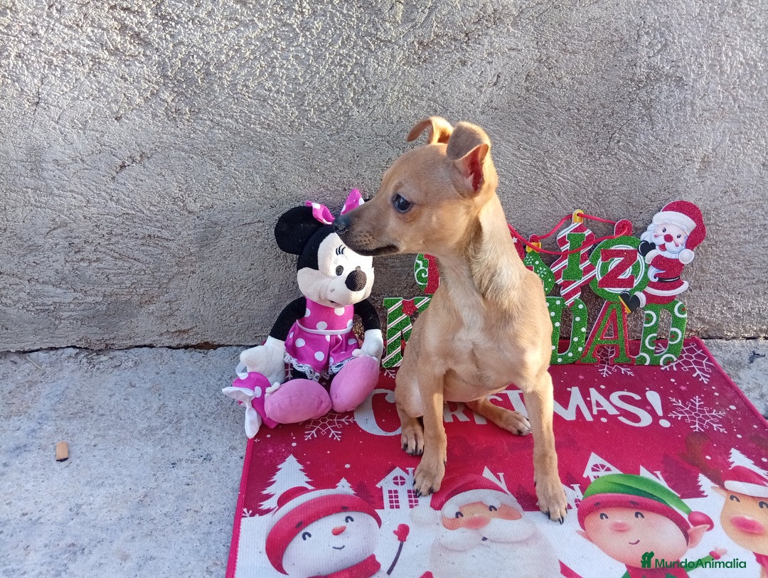 Raza Mixta perros en venta: PRECIOSA PAREJA (LEER BIEN ) - Anuncio 6