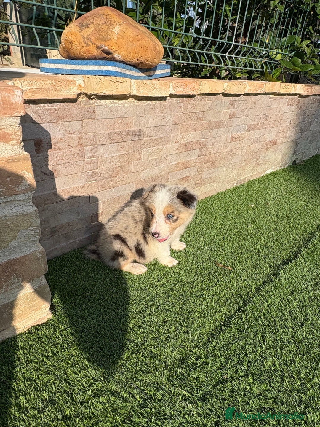 Border Collie perros en venta: Disponible cachorro macho Border collie merle - Imagen 6