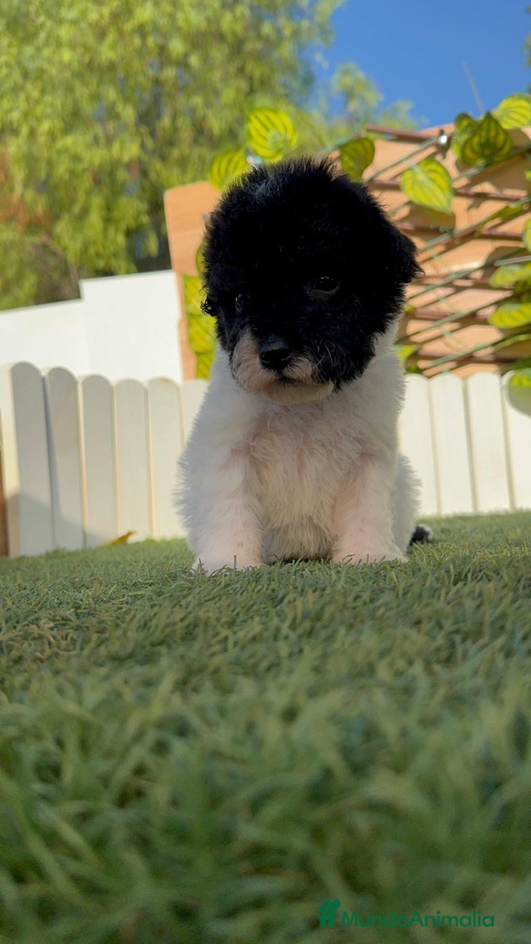 Perro de Agua Español perros en venta: PERRO DE AGUA HEMBRA - Imagen 14