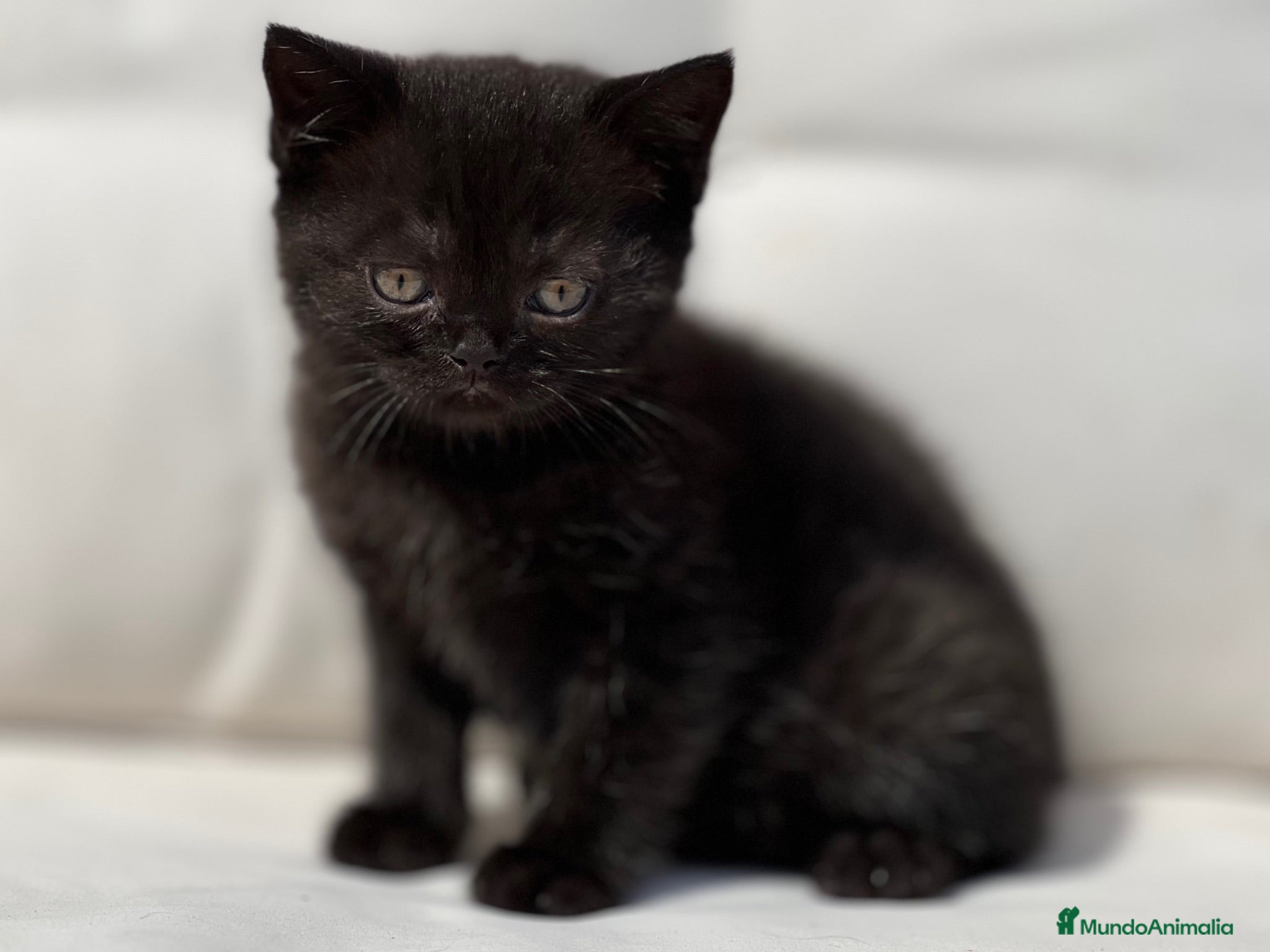 Británico de Pelo Corto gatos HEMBRITA NEGRA BRITISH SHORTHAIR  - Anuncio 4