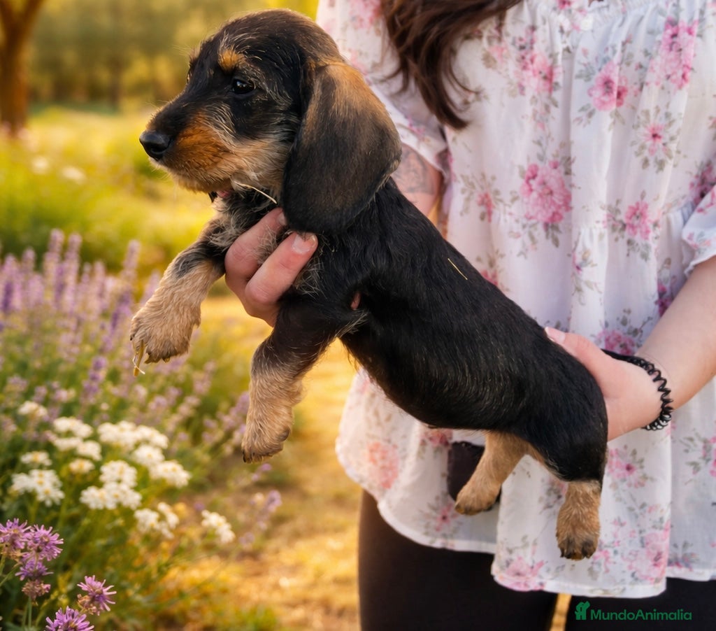 Teckel perros Cachorro de Teckel  - Anuncio 1