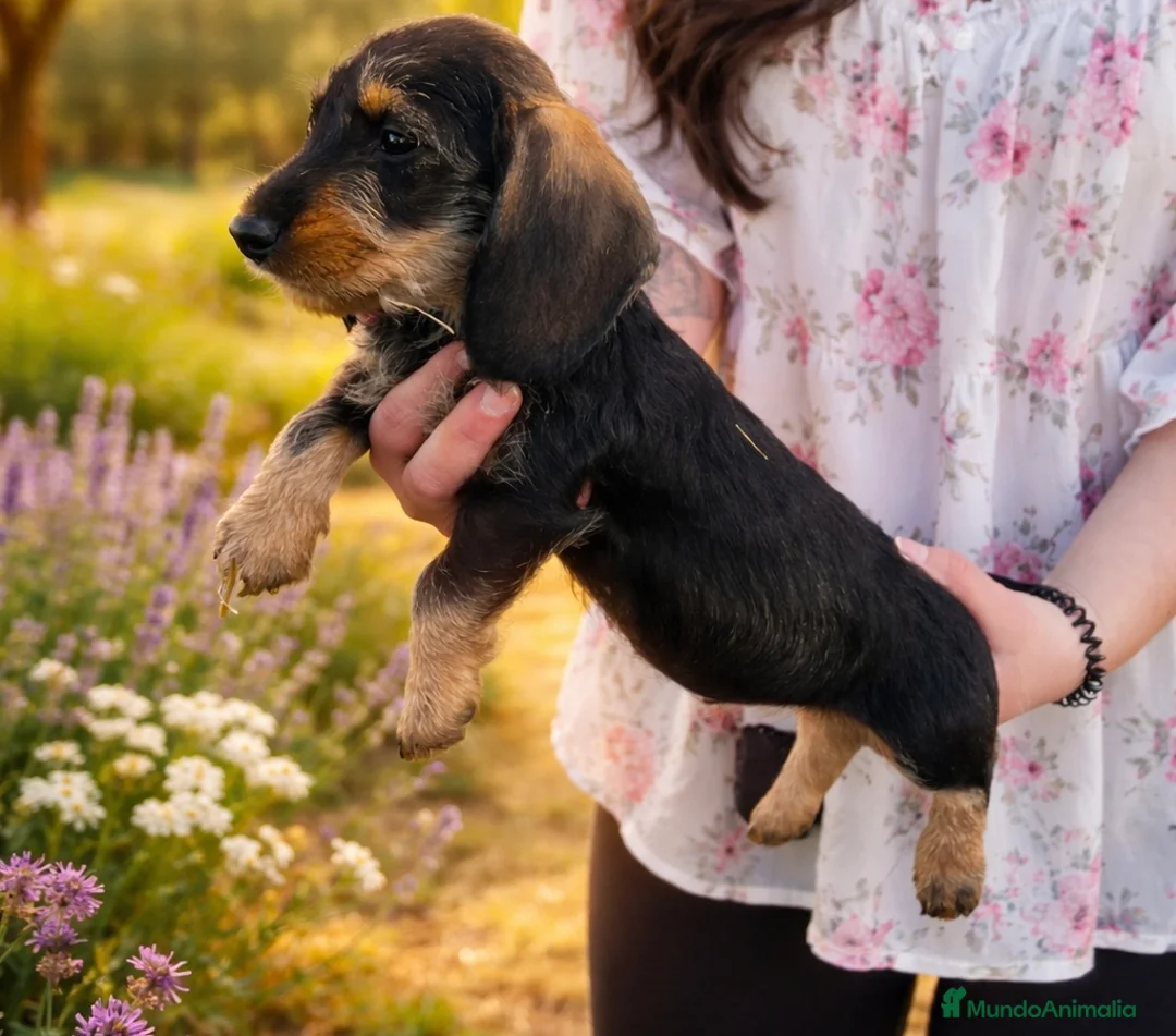 Teckel perros en venta: Cachorro de Teckel  - Anuncio 1