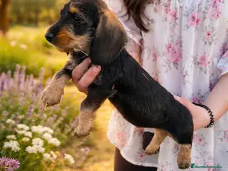 Teckel perros Cachorro de Teckel - Anuncio 1